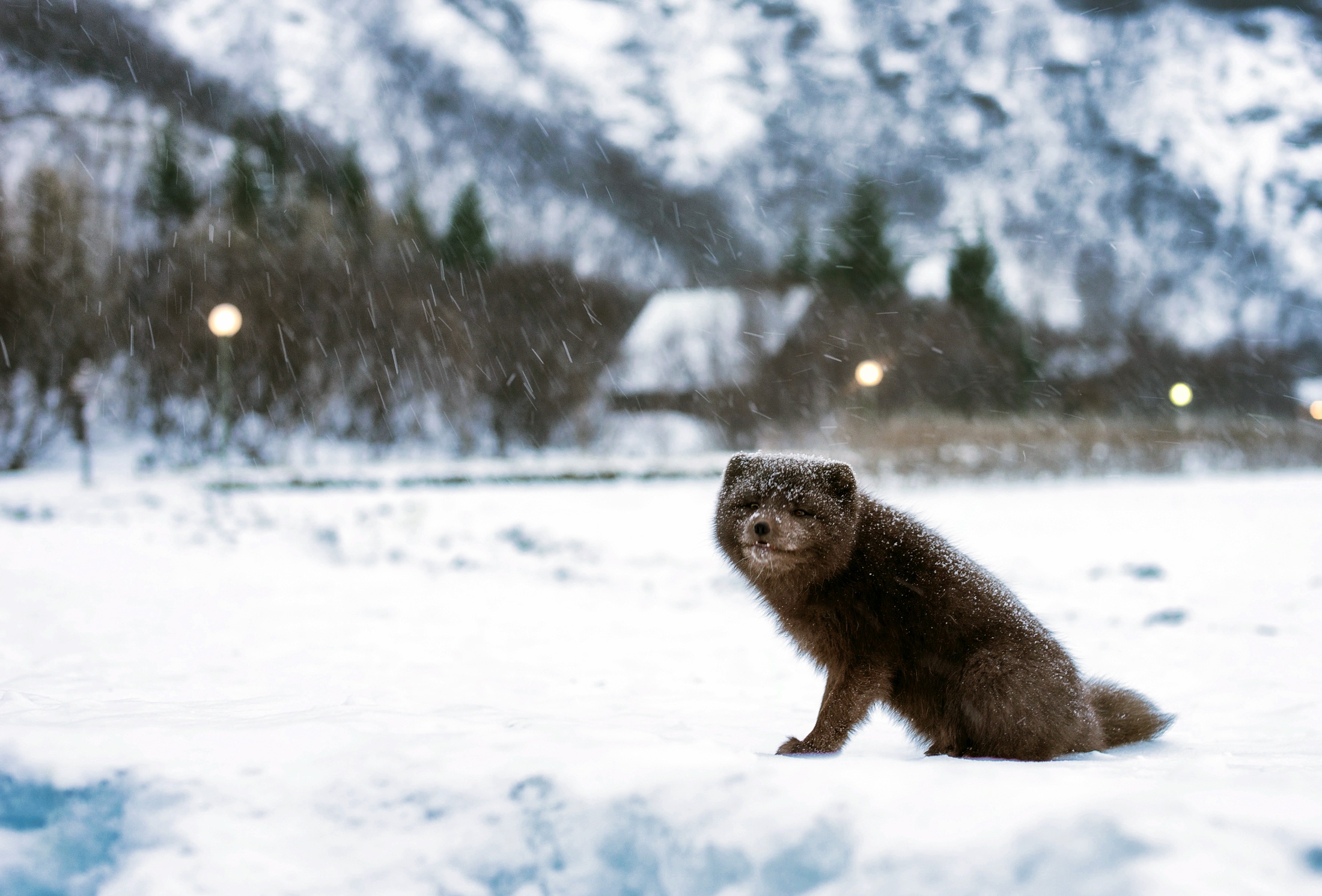 Der Polarfuchs