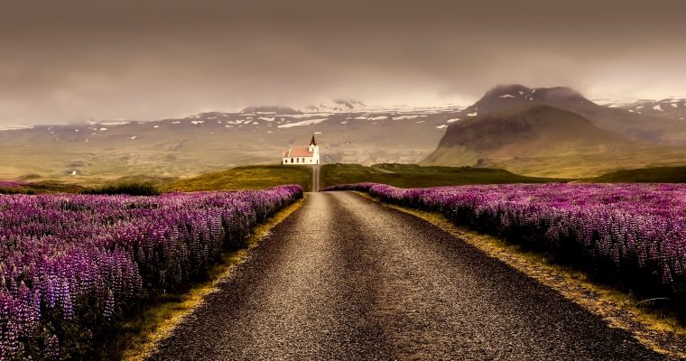 Lupinen: Blütenpracht in Island