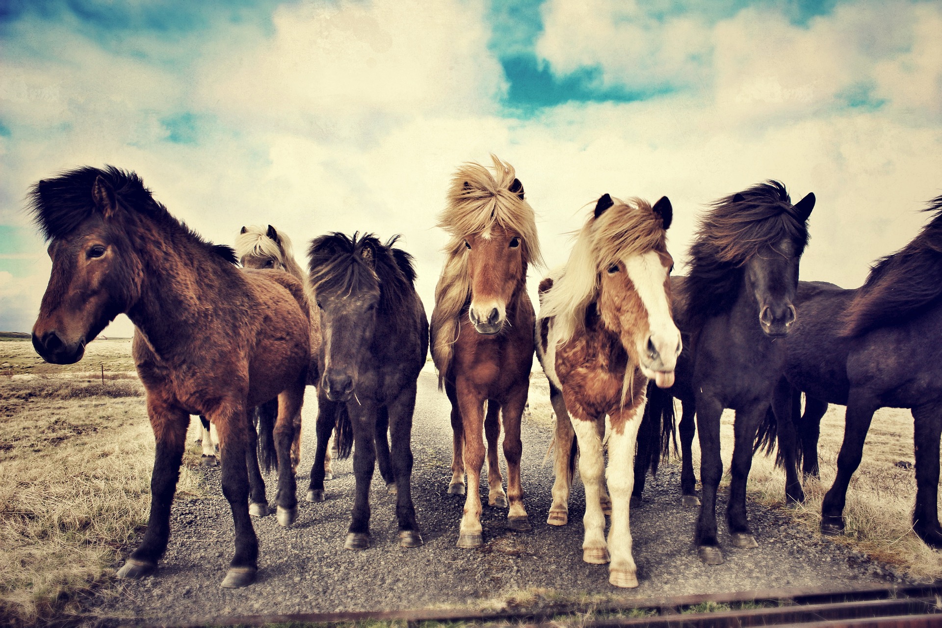 Mit Islandpferden reiten